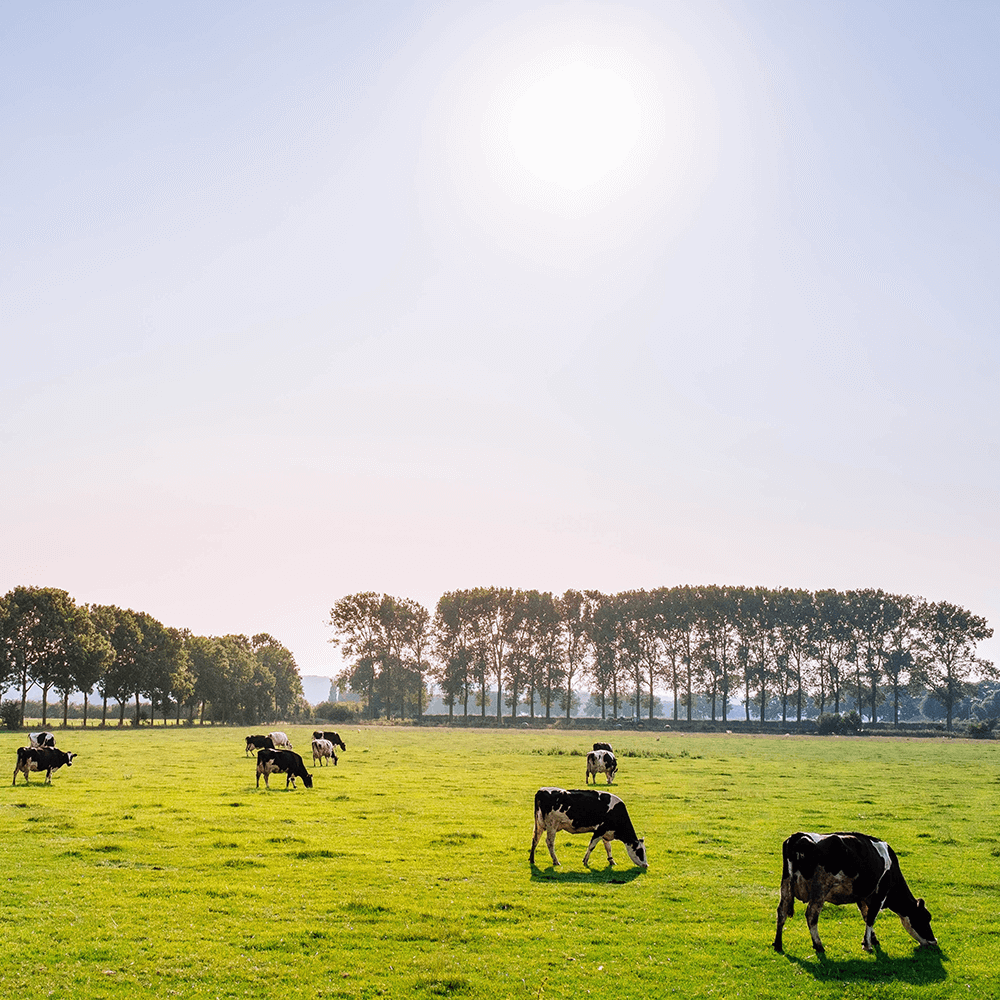 cows in field